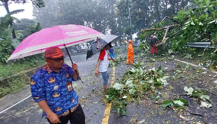 TUTUP JALAN: Sejumlah petugas berserta relawan mengevakuasi pohon tumbang di Jalan Raya Sukapura, Desa/Kecamatan Sukapura, Senin (17/2) sore.