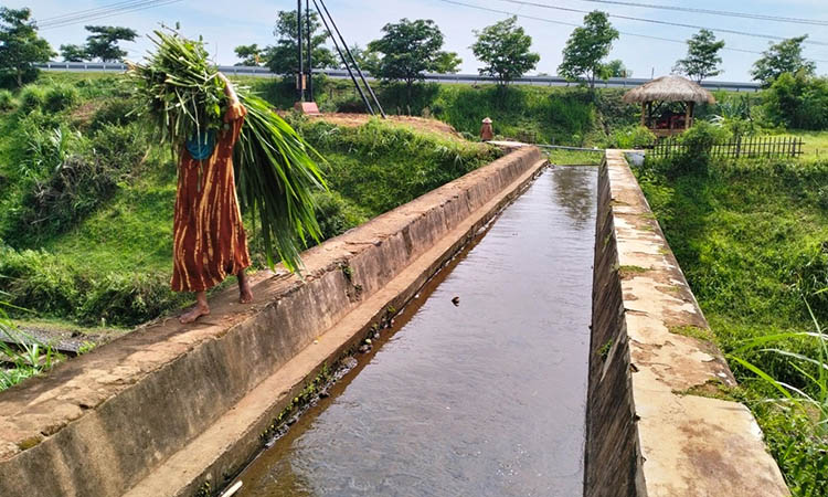 JALAN PINTAS: Selain untuk saluran air, Talang Purwo di Dusun Purwo, Desa Sekarmojo, Kecamatan Purwosari, Kabupaten Pasuruan, juga dimanfaatkan untuk jalan pintas bagi petani setempat.