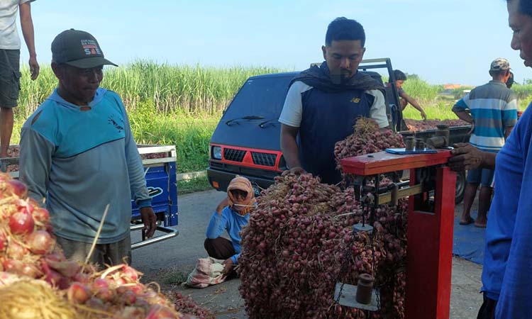 DITIMBANG: Petani bawang di Kecamatan Gending, Kabupaten Probolinggo, sedang menimbang hasil panen mereka.