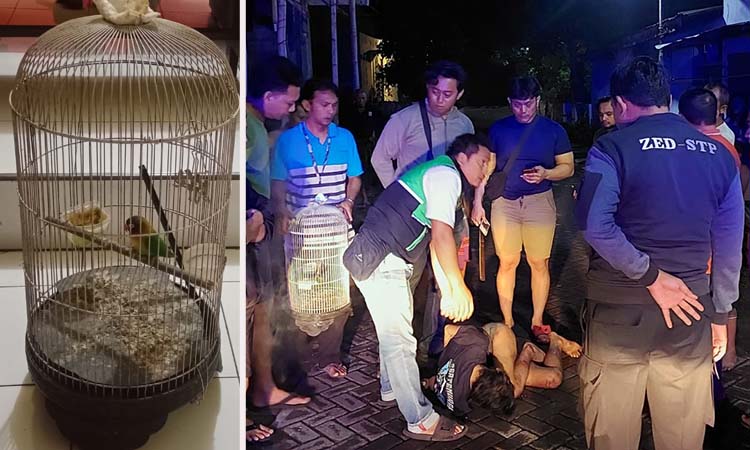 Tersangka MA (meringkuk) saat diamankan usai dimassa warga. Inset burung yang sempat dibawa kabur pelaku.
