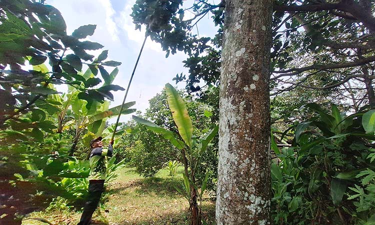 PANEN APUKAT: Ustukri, 46, saat panen apukat di kebun miliknya di Desa Gajahrejo, Kecamatan Purwodadi, Kabupaten Pasuruan. (M Busthomi/ Radar Bromo)