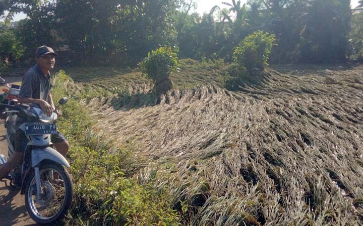 ROBOH: Lahan pertanian di Desa Opo-Opo, Kecamatan Krejengan, yang kondisi padinya roboh akibat banjir Senin (10/3) malam. (Agus Faiz Musleh/ Radar Bromo)