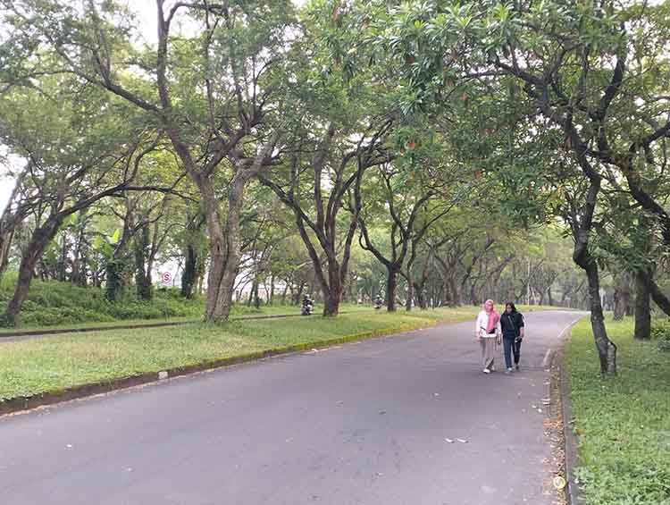 OLAHRAGA SORE: Sejumlah warga berolahraga di jalan menuju Taman Dayu, Pandaan, Kabupaten Pasuruan, yang begitu rindang.