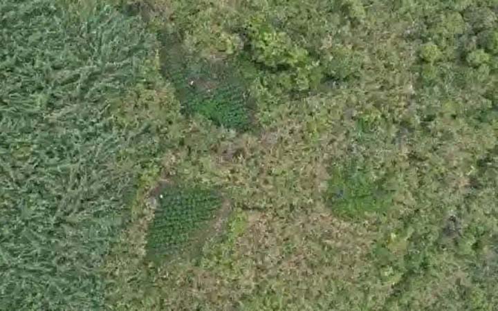 Foto udara yang menunjukkan ladang ganja di kawasan Taman Nasional Bromo Tengger (TNBTS). (Istimewa)