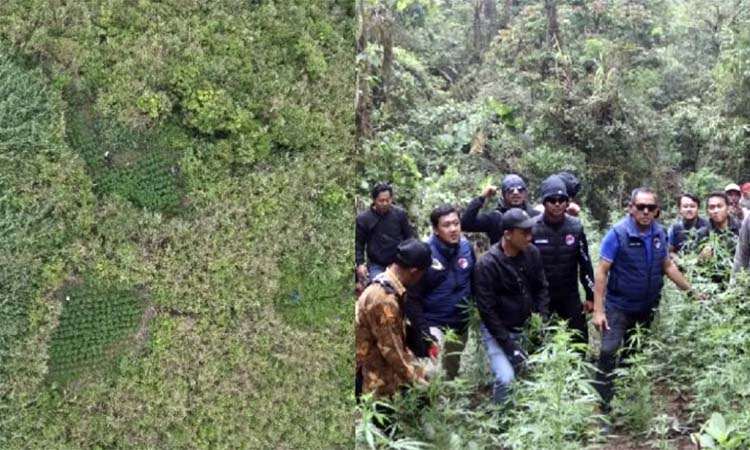 Lokasi ladang ganja yang ditemukan di kawasan TNBTS. (Dok TNBTS)