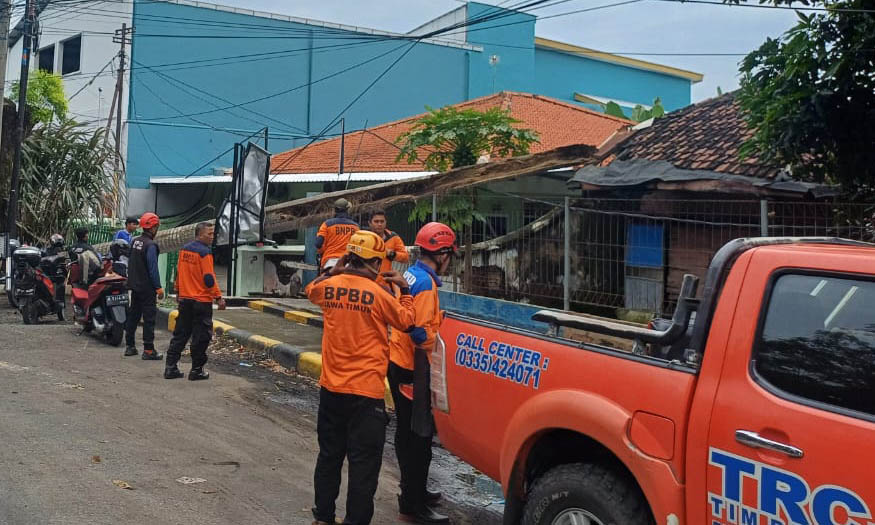 KENA JARINGAN: Pohon sengon yang tumbang di exit tol Muneng, Kecamatan Sumberasih, Kabupaten Probolinggo pada Senin (24/3) pagi yang tumbang akibat angin kencang dan huj