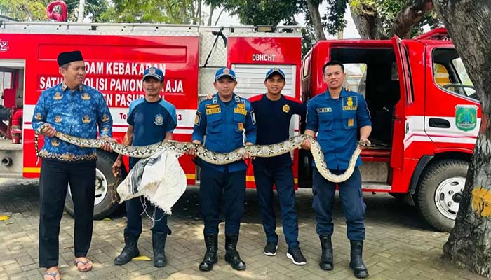 EVAKUASI: Salah satu ular piton yang berhasil dievakuasi tim damkar Kabupaten Pasuruan dari kawasan wisata pemandian alam Banyu Biru di Winongan, Kabupaten Pasuruan. (Istimewa)