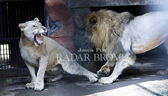 KOLEKSI TWSL: Jane (kiri) dan Sera dua singa Afrika, koleksi TWSL. Jane dikabarkan tengah bunting. (Zainal Arifin/ Radar Bromo)