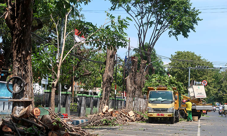 PANGKAS: Kegiatan pemangkasan pohon perindangan tepi jalan yang dilakukan DLHKP Kota Pasuruan. Hal ini dilakukan, untuk mengantisipasi pohon tumbang.