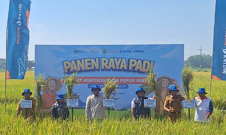 DUKUNG SWASEMBADA PANGAN: Suasana panen raya padi PT Pupuk Kalimantan Timur (Pupuk Kaltim), raksasa produsen pupuk saat panen padi di Bangil, Pasuruan (29/4).
