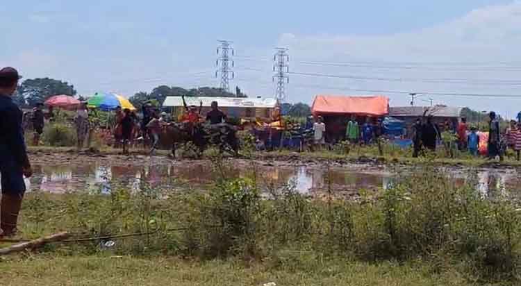 SERU: Suasana Karapan Sapi Brujul di Lapangan Karapan Sapi Brujul, Jalan Kyai Safii, Kelurahan Jrebeng Kidul, Kecamatan Wonoasih, sebelum terjadinya kericuhan dan dihentikan, Minggu (4/5).
