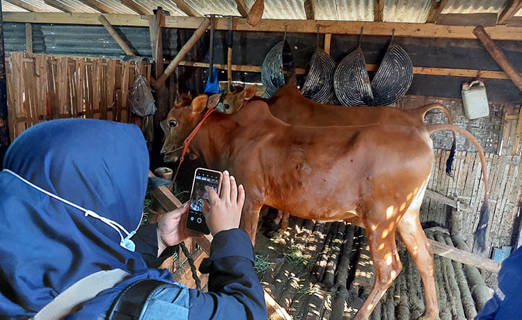 SIAP JUAL: Salah satu sapi milik peternak di wilayah Kecamatan Besuk.