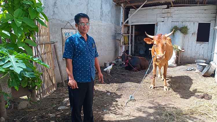 GEMUK: Sekretaris Desa Alastengah Samsul Aripin mengecek sapi program penggemukan sapi di sebuah kandang Dusun Dauh.