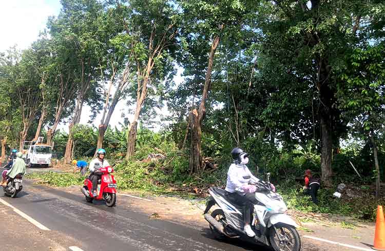 PANGKAS: Petugas DLH Kota Probolinggo memangkas pohon ketepeng di Jalan Brantas, Kota Probolinggo, Rabu (14/5).