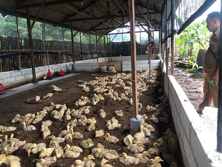 PROFIT: Ribuan bebek di lokasi penggemukan yang merupakan salah satu program ketahanan pangan di Desa Kramat Agung, Kecamatan Bantaran.