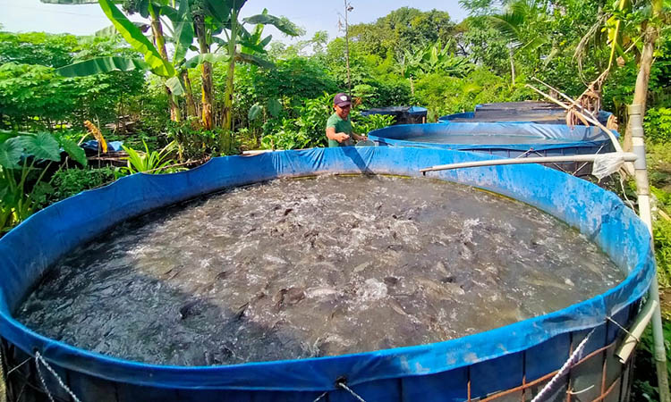 BERI PAKAN: Seorang pembudidaya ikan saat menabur pakan untuk ikannya. Di Kota Pasuruan, target produksi ikan budi daya baru tercapai 401,4 ton.