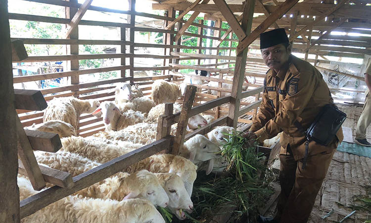 KETAHANAN PANGAN: Kepala Desa Pohsangit Ngisor, Nijar saat memberi makan sejumlah domba yang menjadi ketahanan pangan dari Desa Pohsangit Ngisor.