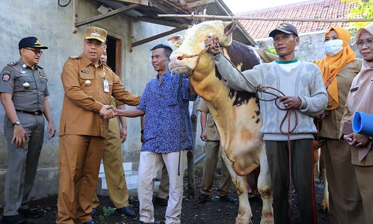 HAMPIR 1 TON: Wali Kota Probolinggo dr Aminuddin melihat Joko Kendil. Sapi milik Abdul Hamid, 45, yang dibeli Presiden Prabowo dengan harga Rp 90 juta. (Arif Mashudi/ Radar Bromo)