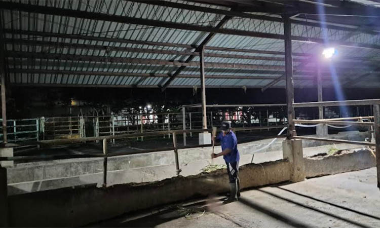 Suasana tempat karantina di RPH Blandongan Kota Pasuruan. Di Idul Adha tahun ini, hanya sedikit hewan kurban yang dipotong di tempat ini.