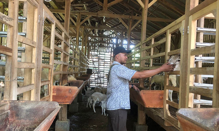 MEMBERI MAKAN: Kasi Pemerintahan Desa Jrebeng, Samsul Arifin di lokasi penggemukan domba di Desa Jrebeng.