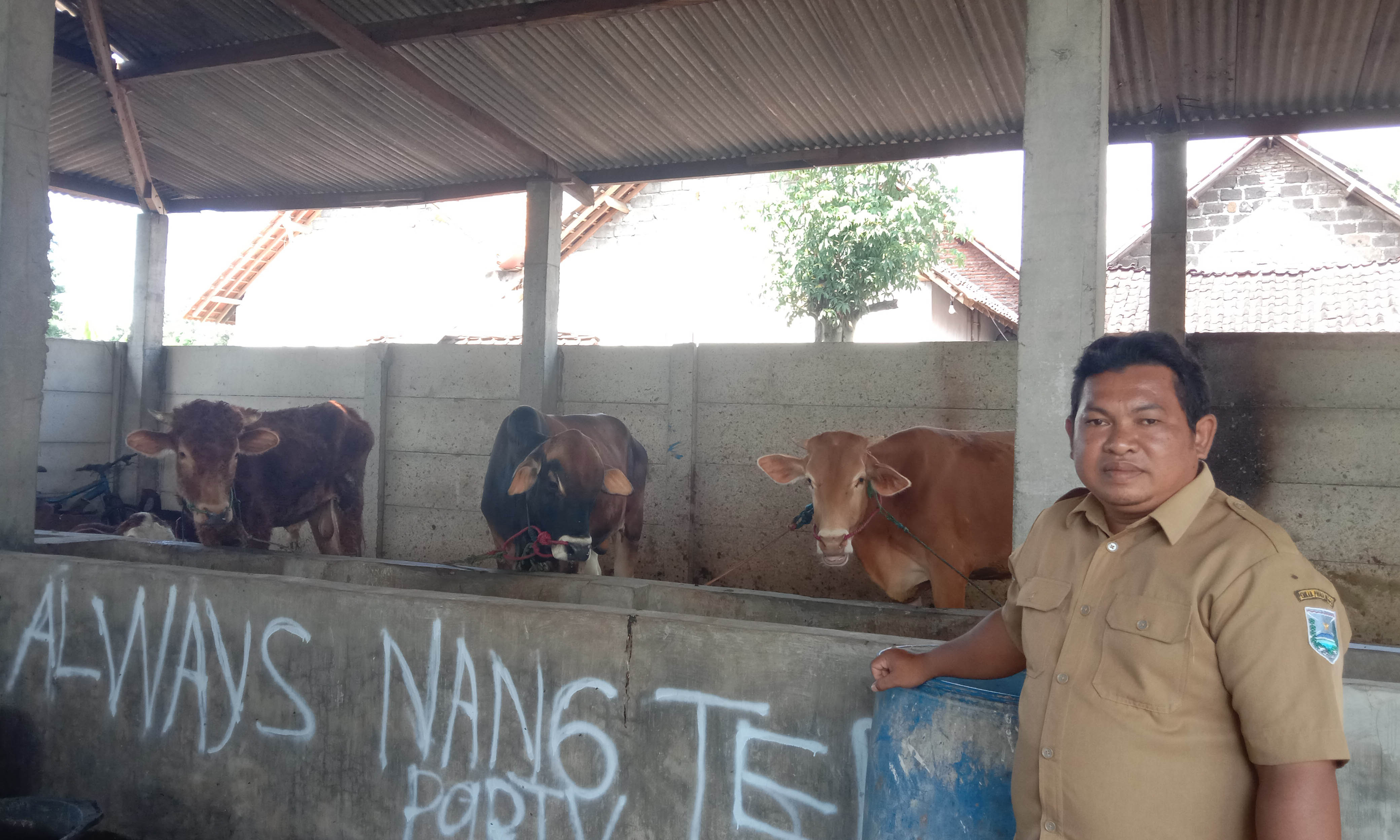 KETAHANAN PANGAN: Peternakan sapi yang dikembangkan di Desa sepuh Gembol dan menjadi program ketahanan ketahanan pangan tahun ini.