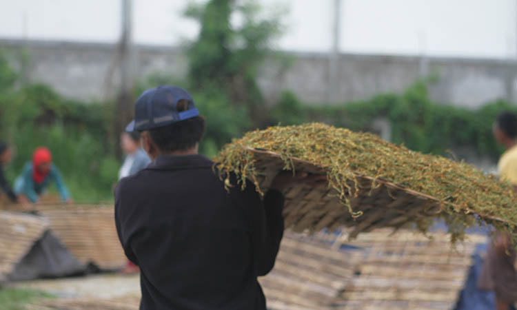 KONVENSIONAL: Petani di Kraksaan menjemur tembakaunya.  Menghadapi panen raya tembakau, petani berharap hasil lahan bisa dibeli dengan harga menguntungkan.