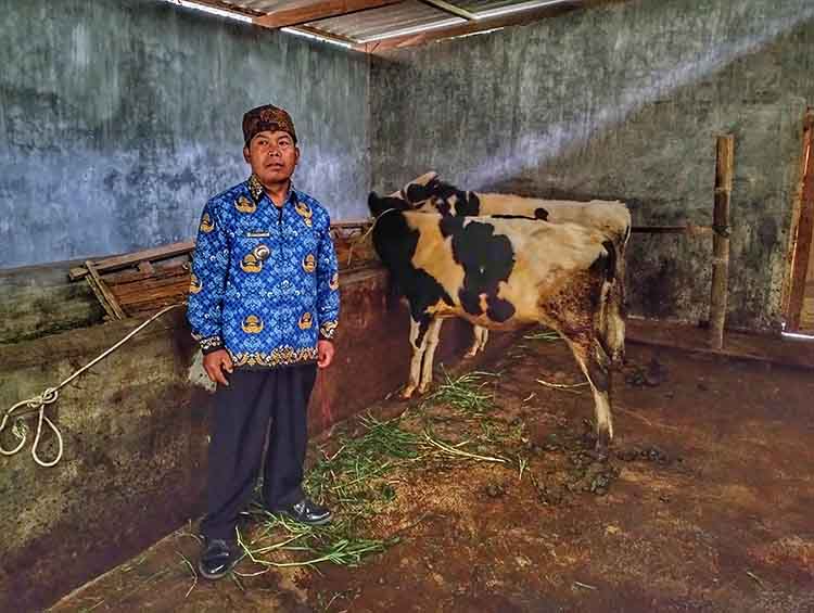 SEHAT: Kepala Desa Ngadas Kastaman mengecek sapi yang digemukkan di kandang Dusun Krajan 2.