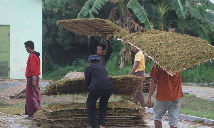 ANDALKAN HASIL LAHAN: Petani di Kecamatan Kraksaan mengangkat hasil tembakaunya beberapa waktu lalu.