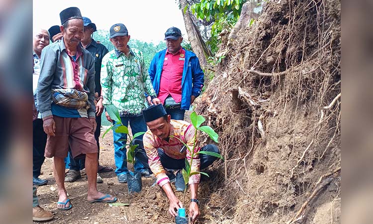 DESA TEMATIK HIJAU: Kepala Desa Tlogoargo Umar, menanam bibit pohon manggis ditepi Danau Segaran Duwas.