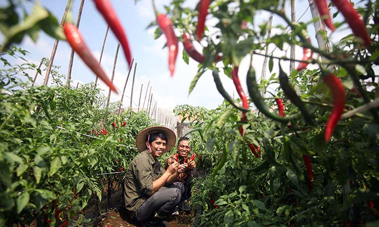 LEBAT: Deputi Kepala Perwakilan BI Malang, Dedy Prasetyo (kiri) bersama Hasan Prasojo (kanan) menunjukkan kualitas hasil pertanian cabai yang menggunakan sistem drip irrigation.