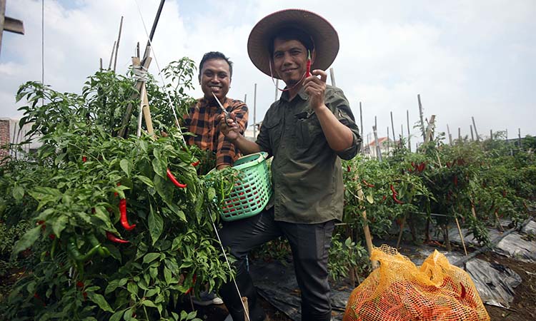 Deputi Kepala Perwakilan BI Malang, Dedy Prasetyo (kiri) bersama Hasan Prasojo (kanan) di sawah Klaster  Cabai Kelompok Tani Lestari Jaya yang berhasil panen hingga 4,3 ton di Kelurahan Kebonsari Kulo