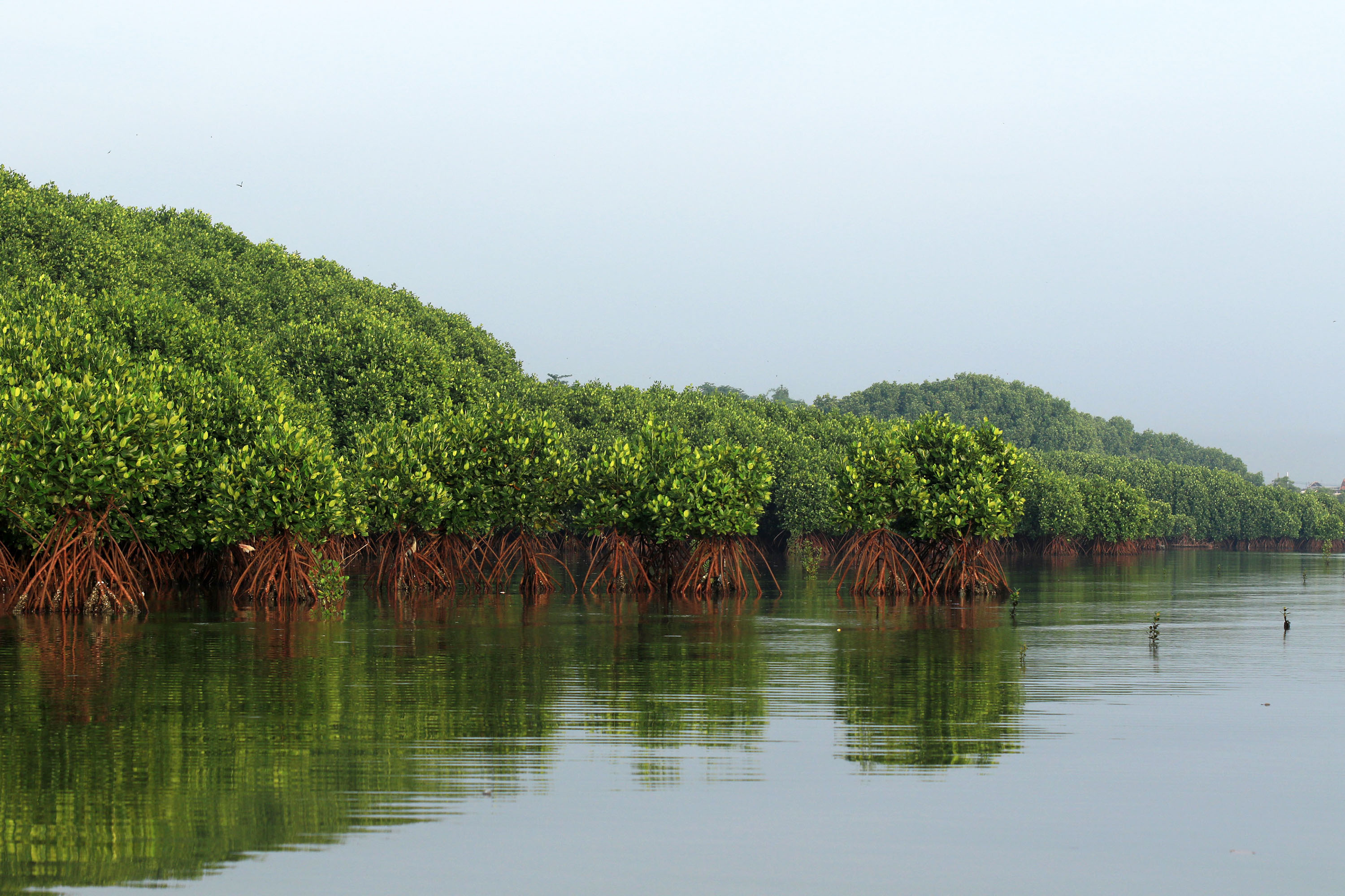 WISATA BARU: Mangrove Kota Pasuruan dikembangkan menjadi potensi wisata baru.