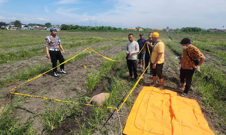 MASIH DISELIDIKI: Garis polisi yang dipasang di area persawahan di Dusun Krajan, Desa Randupitu, Gending. Di lokasi inilah mayat pria ditemukan.