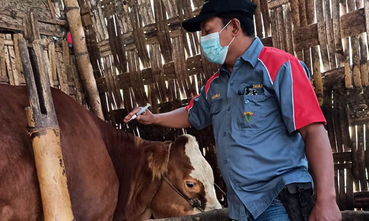 SUNTIK: Petugas Dinas Peternakan Kabupaten Pasuruan saat melakukan vaksinasi terhadap sapi peternak. Hal ini untuk meningkatkan kekebalan sapi dari PMK.