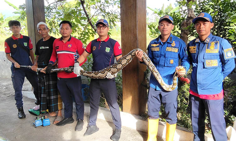EMPAT METER: Piton yang berhasil diamankan tim damkar di Dusun Kedondong, Desa Sumbergedang, Kecamatan Pandaan.