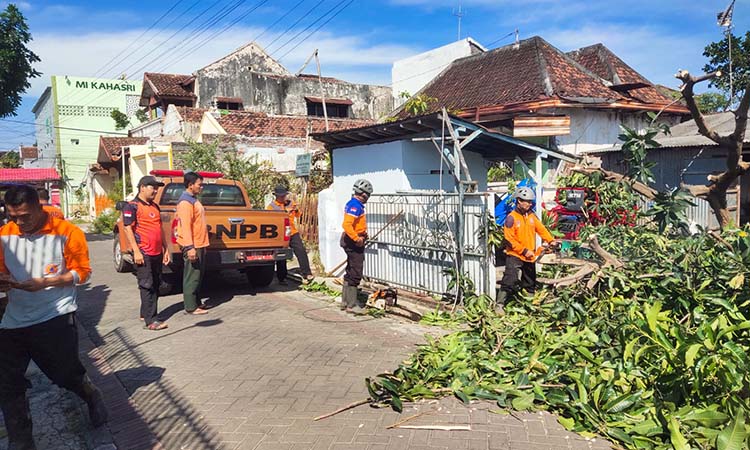 Petugas BPBD saat mengevakuasi pohon tumbang di Jalan Hasyim Asy