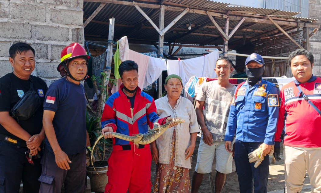 EVAKUASI: Tim Damkar regu 2 Kota Probolinggo saat sedang melakukan evakuasi pada biawak di plafon rumah milik Zainul Jumat (18/7) siang.