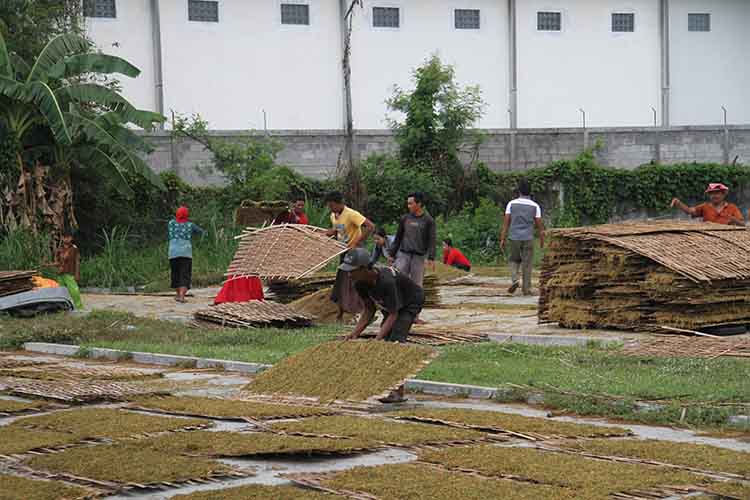 JEMUR: Sejumlah petani tembakau di Kecamatan Kraksaan, menjemur tembakau yang sudah dirajang.