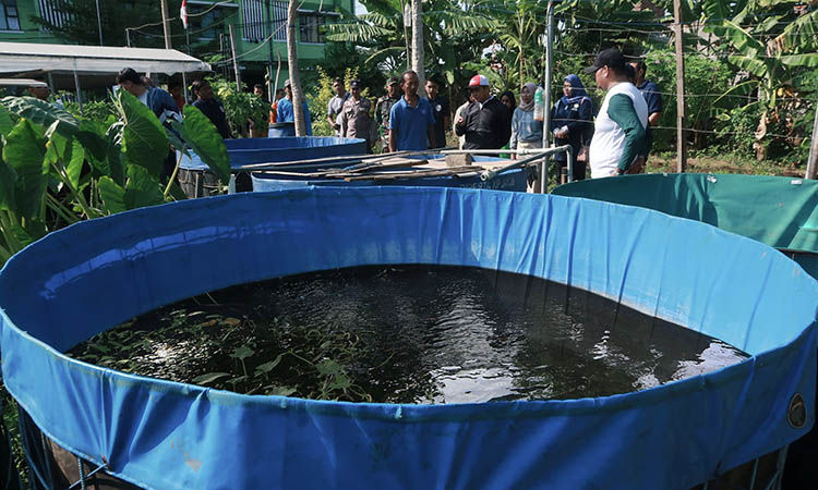 PELIHARA: Pembudi daya ikan di wilayah Kota Pasuruan. Sejauh ini, produksi ikan budi daya masih jauh dari harapan.