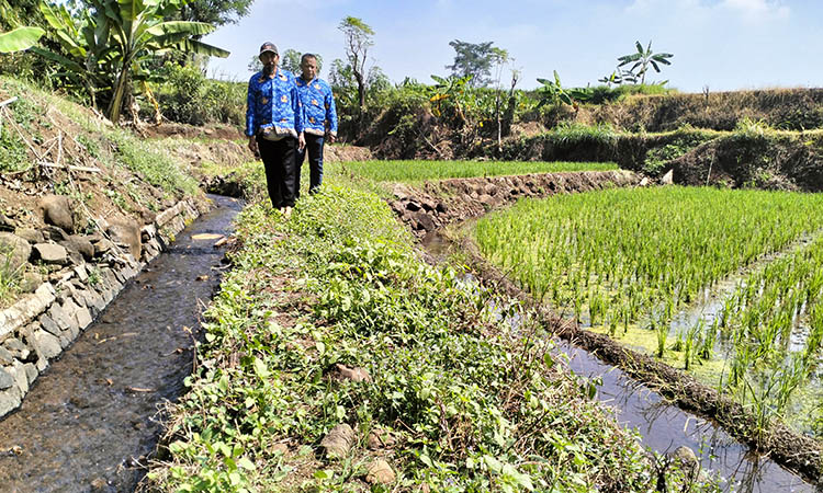 IRIGASI: Selain untuk konsumsi, air sumber juga difungsikan untuk sarana irigasi. Dampaknya besar. Pertanian di Lemahbang, Kecamatan Sukorejo, subur.