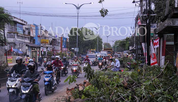 PANGKAS POHON: Pemangkasan pohon di pusat Kota Bangil, dilakukan seminggu terakhir sebagai persiapan untuk pengerjaan pelebaran Jalan Untung Suropati sepanjang 420 meter.