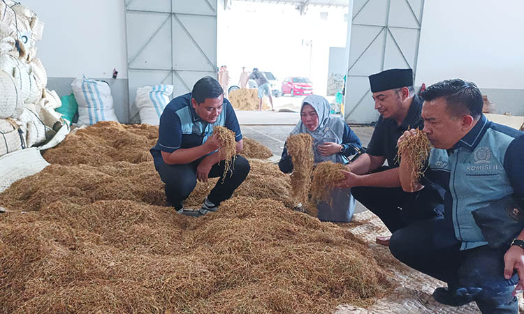 SIDAK: Anggota Komisi II mengecek tembakau petani yang dikirim ke gudang CV Sayap Mas Nusantara di Paiton.