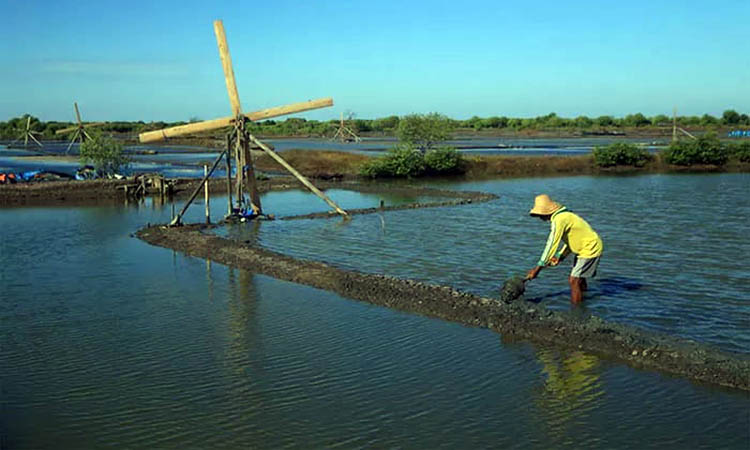 PERSIAPAN: Petani tambak di wilayah Kabupaten Pasuruan saat menyiapkan lahan. Saat ini, jadwal produksi garam, mengalami kemunduran.