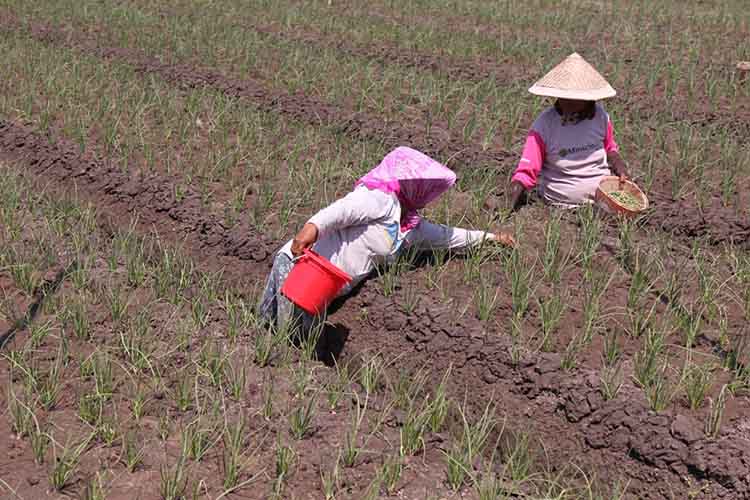 HIJAU: Dua orang petani menyiangi tanaman bawangnya di lahan pertanian di Desa Mranggonlawang, Kecamatan Dringu. Kini, stok bawang melimpah dan harga menurun.