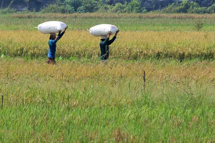 PANEN: Sejumlah petani mengangkut hasil panen padi di area pertanian di Kelurahan Bugul Kidul, Kota Pasuruan, beberapa waktu lalu.