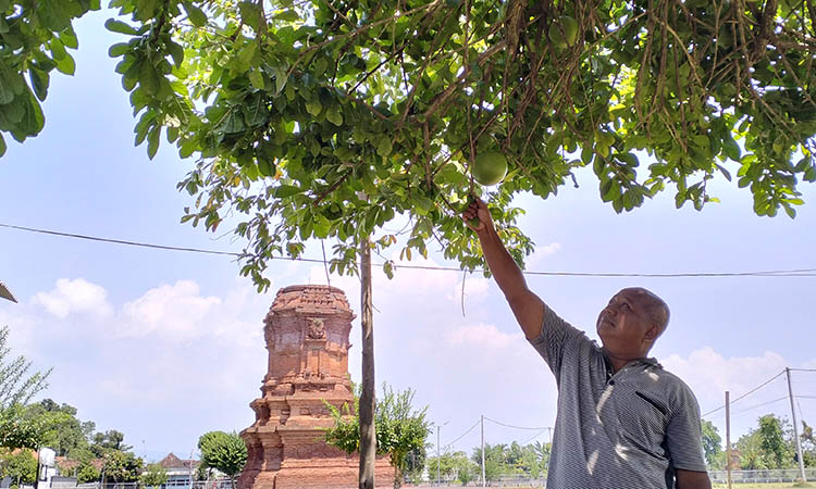 LESTARI: Pohon maja di areal bangunan induk Candi Jabung. Pohon tersebut terpelihara dengan baik hingga sekarang.