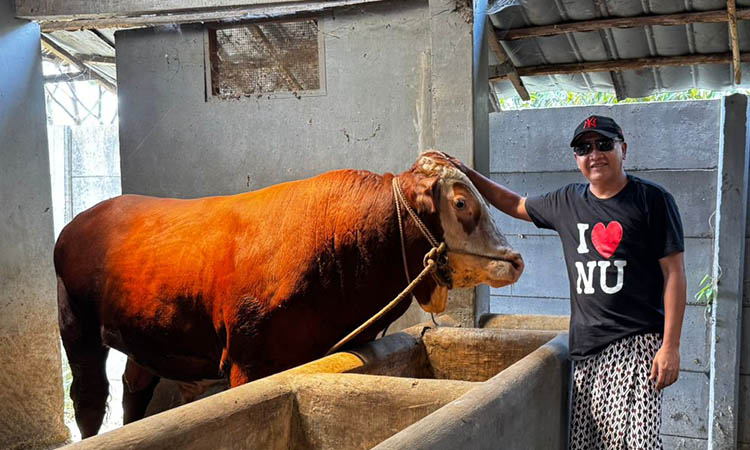 PANTAU: Gus Irsyad saat memantau sapi jenis Limousin yang ada di peternakannya.