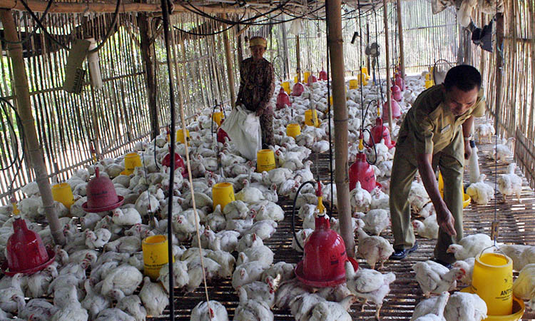 BERI MAKAN: Peternak saat memberikan pakan ayam-ayamnya. Saat ini, belum ada RPA di Kabupaten Pasuruan.