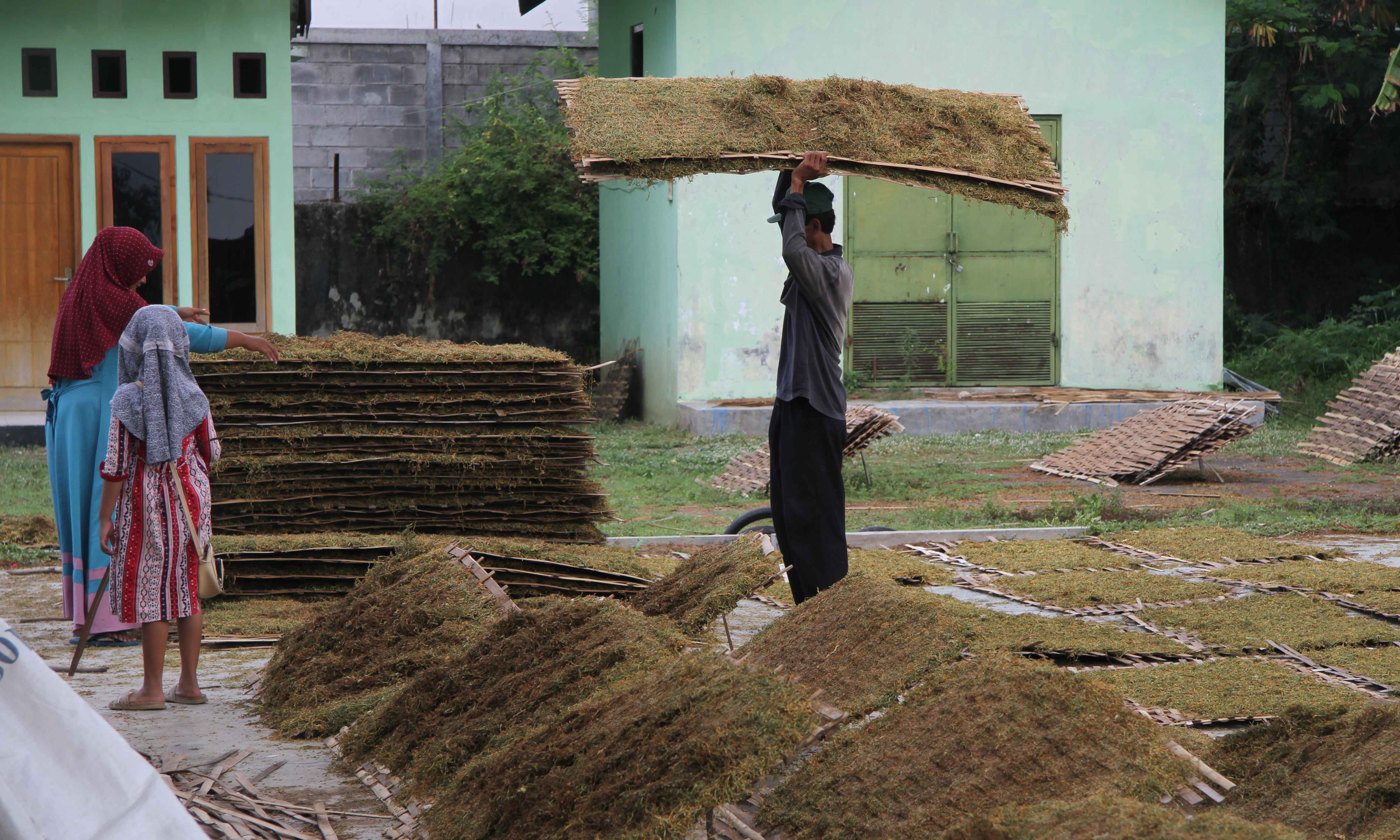 JEMUR: Petani tembakau saat menjemur tembakau kering. Sejauh ini, target tanam tembakau, belum sesuai harapan.