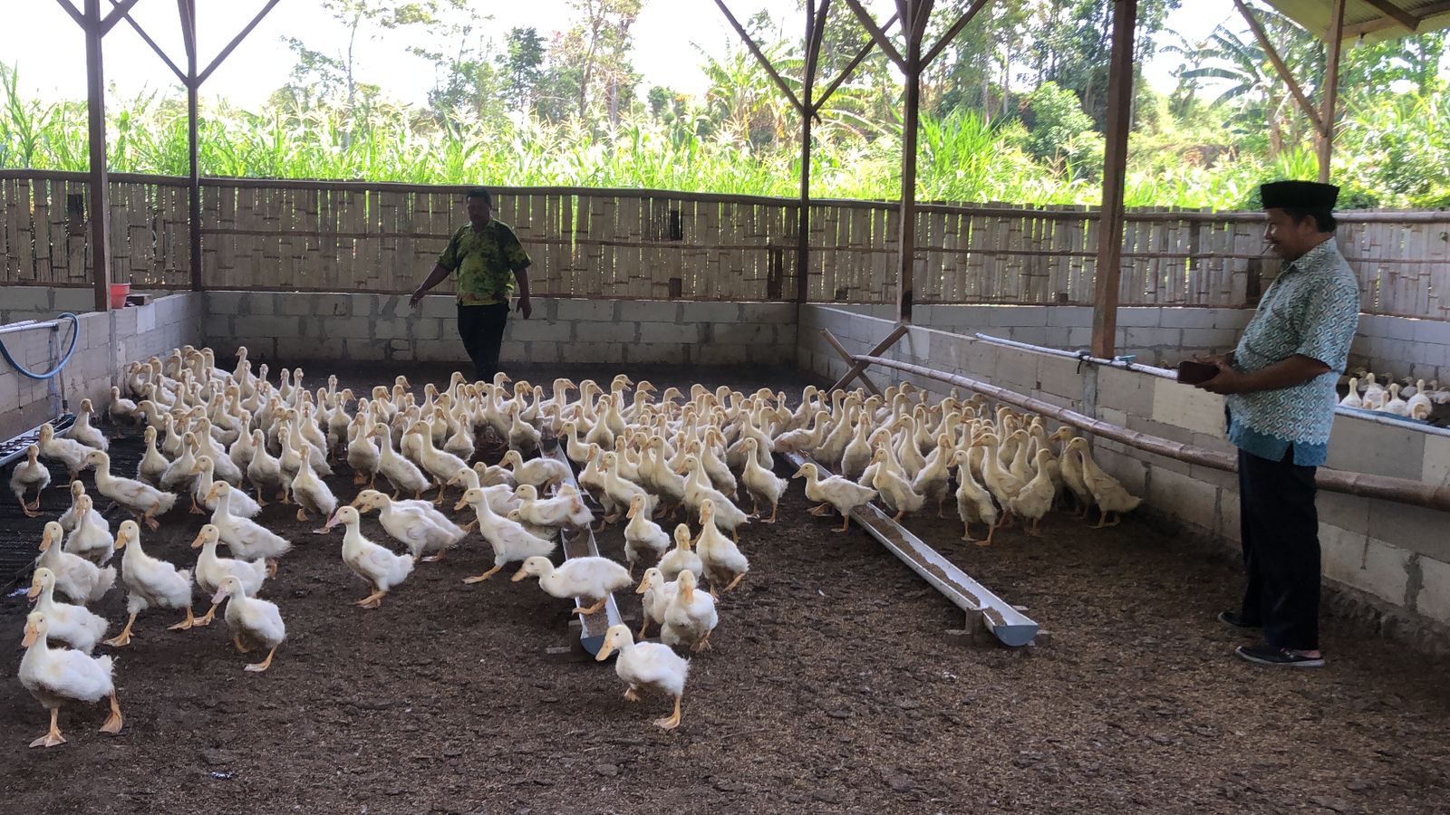 TERNAK: Sekretaris Desa Bantaran Feri Efendi (kiri) dan Bendahara Desa Bantaran Sulaiman (kanan) di lokasi peternakan bebek pedaging di Desa/Kecamatan Bantaran, Kabupaten Probolinggo.